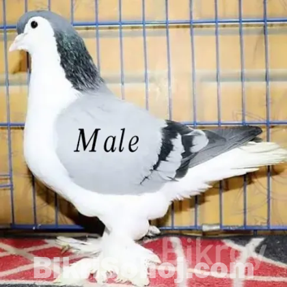 1 pair blue bar lahori,  1 pair lokkha,  2 khop er khacha